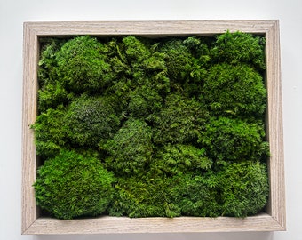 Moss Wall Art | Moss Home Decor