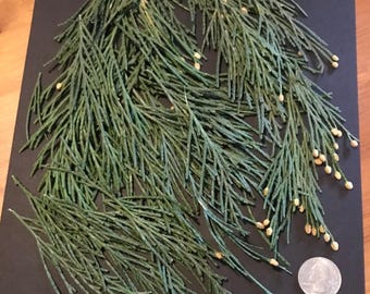 FRESH CEDAR LEAVES- can be cut to your preferred size
