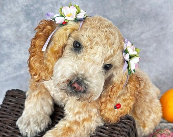 Curly Mohair Dog, realistische dieren, pluche replica, huisdier portret, pluche hond, puppy, OOAK, aangepast speelgoed