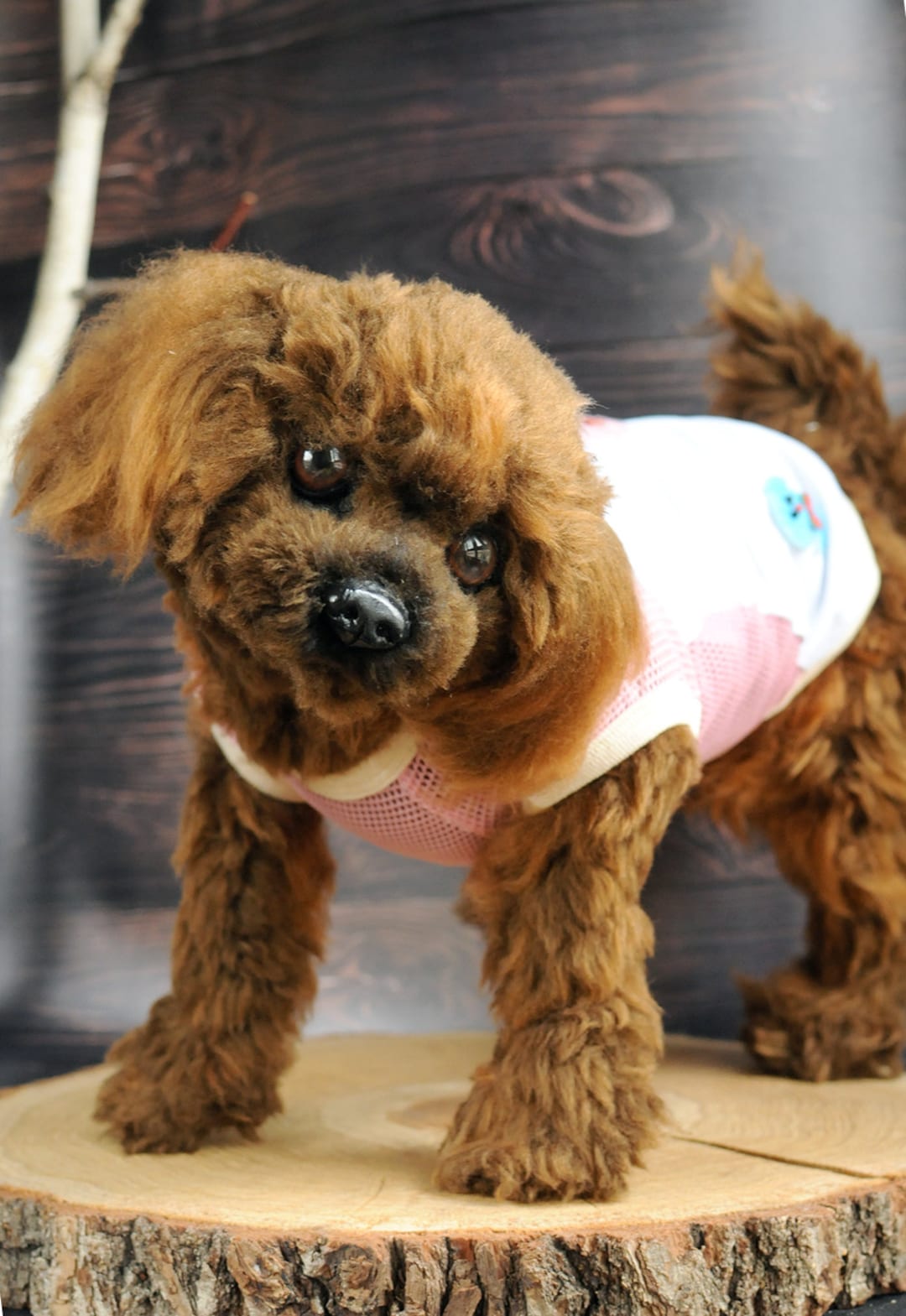 Cortes De Pelo Perros Poodle Toy Caniche Tijeras Corte De Pelo