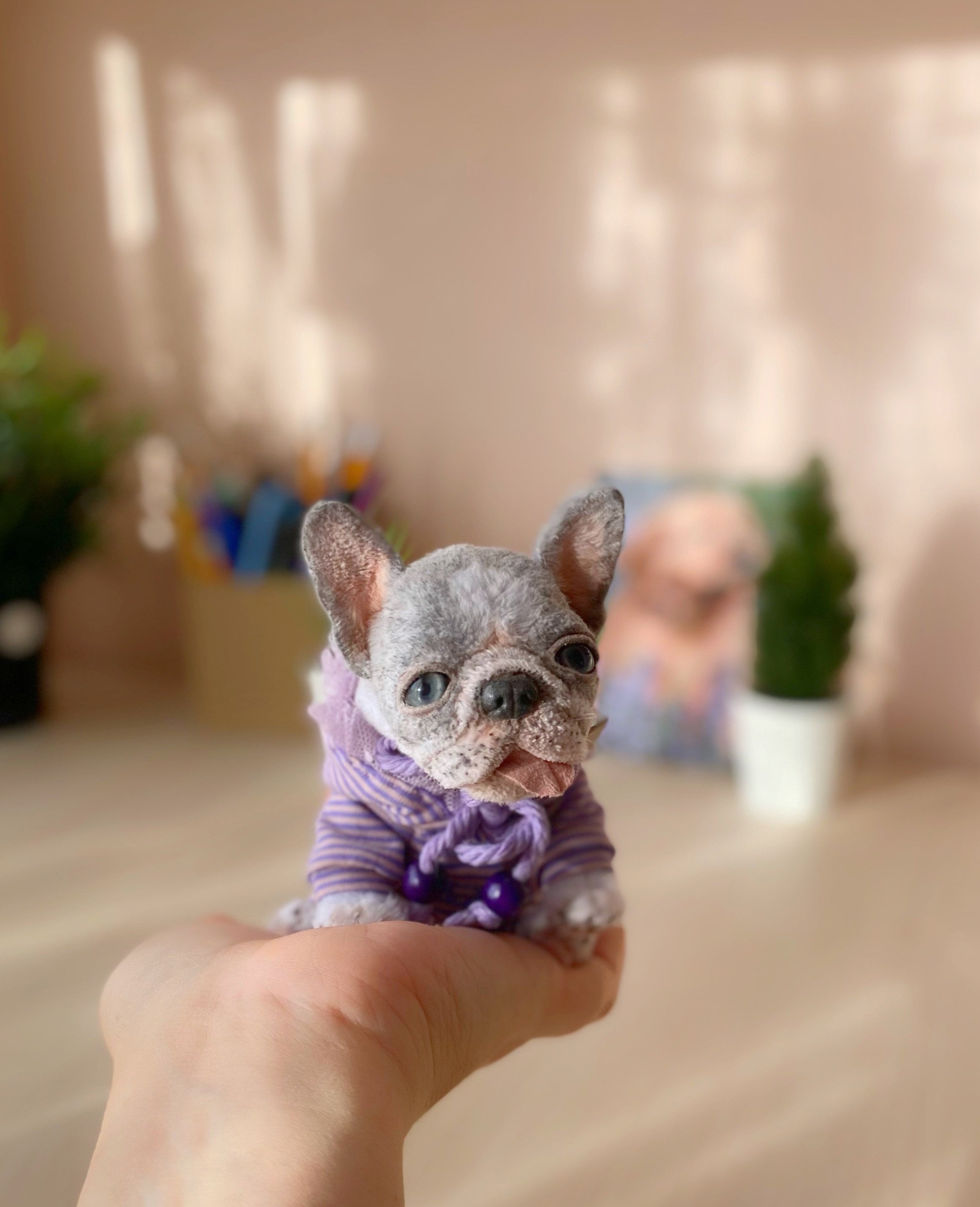 Rolly teacup cheap french bulldog
