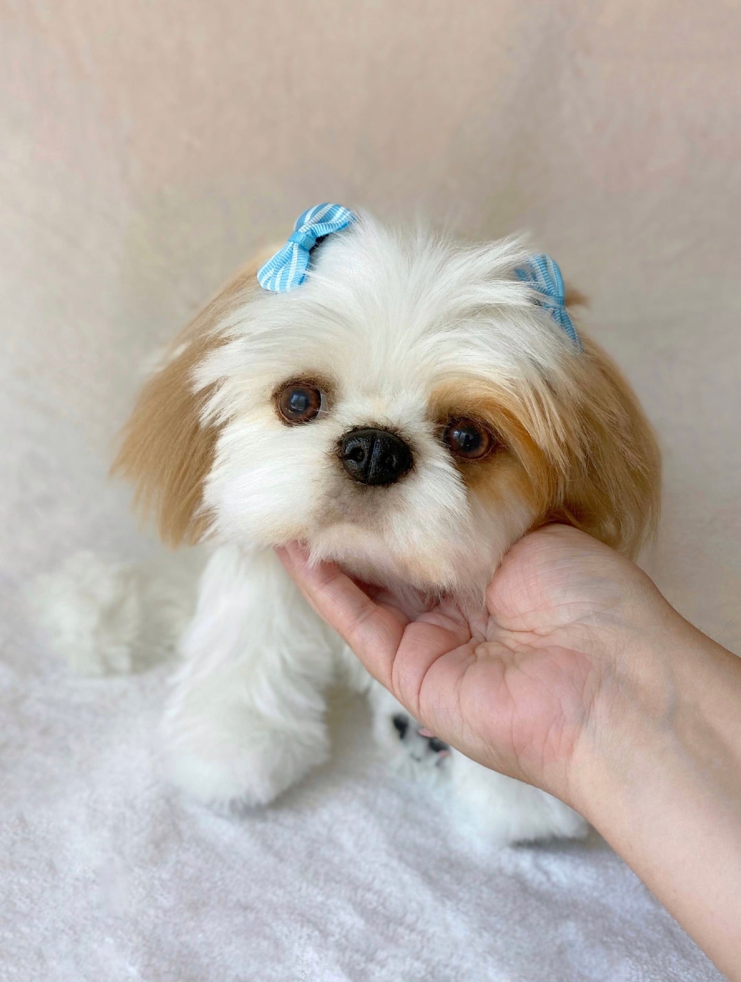 Puppy Shih Tzu Lap Dog Chinese Imperial Tiny Teacup Shih Tzu Long
