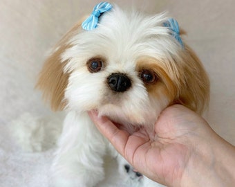 MADE TO ORDER  shih tzu puppy realistic toy