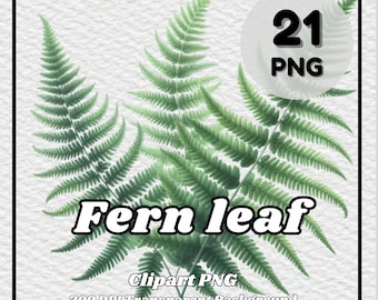 Fern Leaf Clipart – 21 PNG Botanical Illustration (Digital Download)