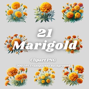 Marigold PNG - 21 Marigold Clipart - PNG Files, Transparent Background, 300 DPI, Ideal for Personal and Commercial Use.