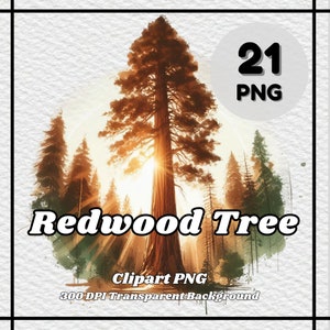 Redwood Tree PNG - 21 Redwood Tree Clipart - PNG Files, Transparent Background, 300 DPI, Ideal for Personal and Commercial Use.