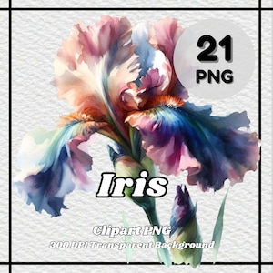 Iris PNG - 21 Iris Clipart - PNG Files, Transparent Background, 300 DPI, Ideal for Personal and Commercial Use.