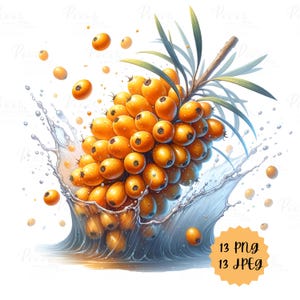 Aquarell Sanddorn, Digital Clipart & Poster von Sanddorn, 13 JPG -13 PNG Dateien, Digital Kunst kommerzielle Nutzung Instant Download.