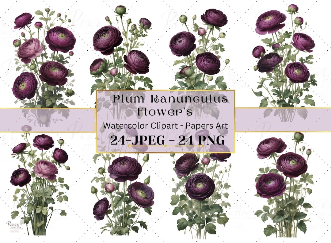 Plum Rannuculus Watercolor of Plum Ranunculus Flower's Clipart: Floral PNG JPG Files ...