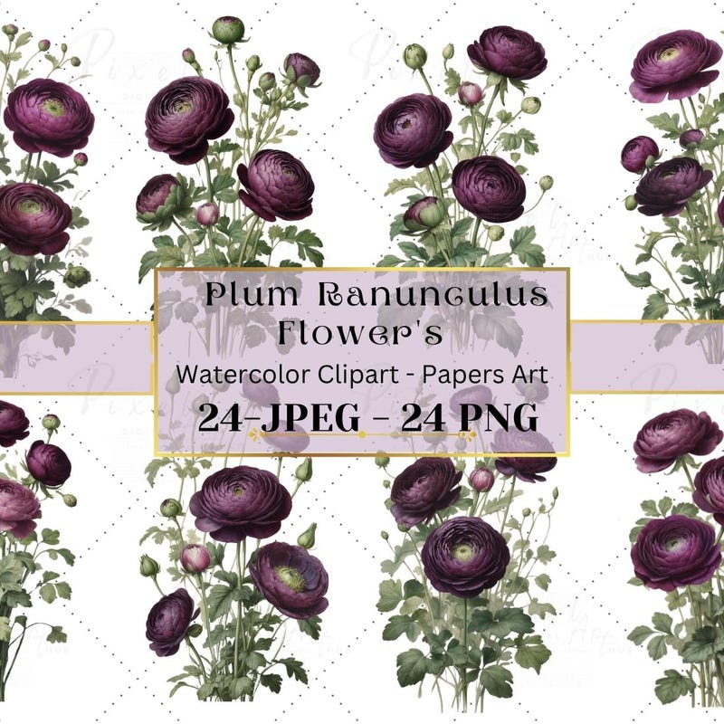 Plum Rannuculus Plum Ranunculus - Etsy