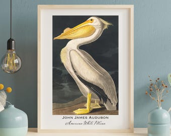 Audubon amerikansk vit pelikantryck: Vintage fågelkonstposter