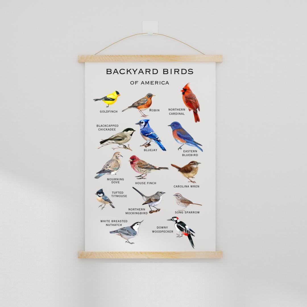 Backyard Birds of America Poster. Bird Illustrations. Gift for Bird ...