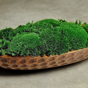 Moos Schale Herzstück Aus Mangoholz Für Housewarming Wohnkultur Stabilisiertes Grünes Kissen Kissen Dekorative Tischkunst erhalten