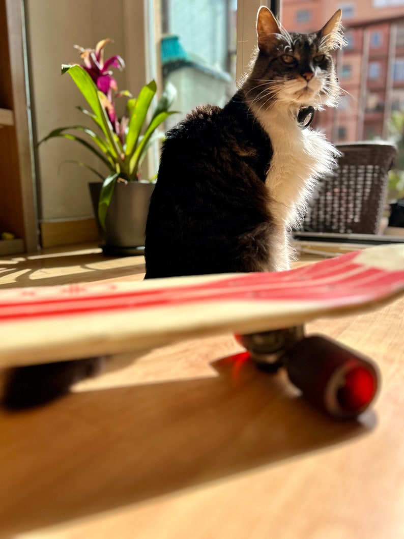 fiber glass 70s skateboard
Rocket. vintage skateboard Cat