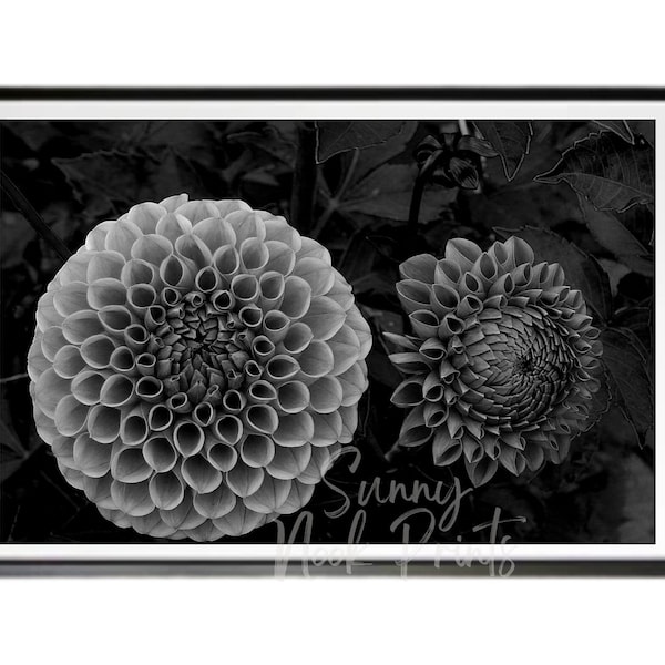 Dahlia Flower Print Black and White Flower Photography Print Black and White Flower Dahlia Printable Wall Art Floral Photography