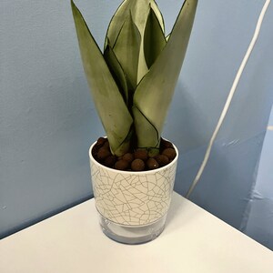 May include: A potted snake plant with silver-green leaves in a white ceramic pot with a crackled glaze.
