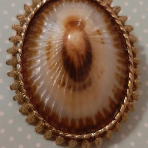 Goudkleurige schelp broche/hanger.  Prachtig vintage stuk. 5 x 4 cm.