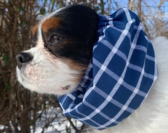 Cavalier Snood ~ Cuadros azul brillante y blanco