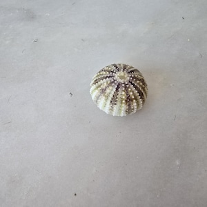 A rare color sea urchin 2.5 cm.