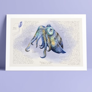 IMPRESSION en ÉDITION LIMITÉE "Euprymna scolopes", seiche, art animalier, aquarelle, nature, mutualisme, print, cadeau