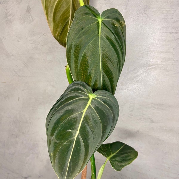 Philodendron Melanochrysum