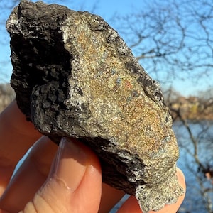 Permineralized Fossilized wood with sparkling rainbow marcasite. Natural specimen. Rocks Minerals Crystals Fossils