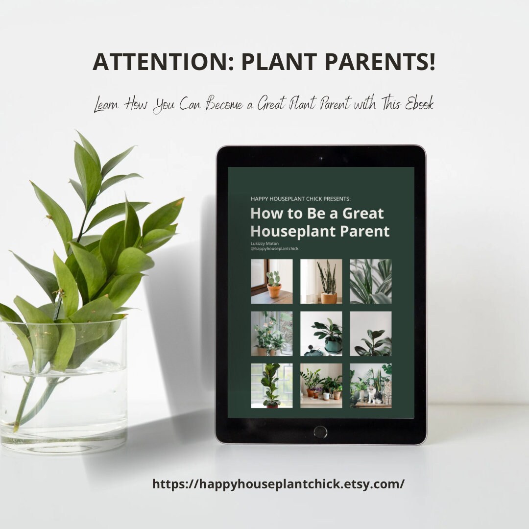How to Be a Great Houseplant Parent - Etsy Israel