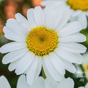 Daisy wall art print, Cabin wall decor, Flower Canvas wrap, Daisy Flower Metal, Farmhouse art, Bedroom wall Decor.