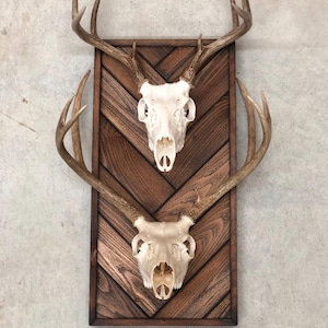 The Herringbone XL - European Skull Display