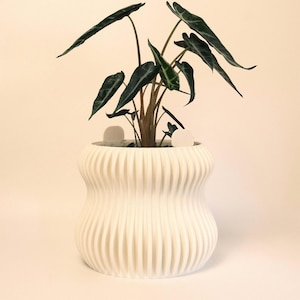 May include: A white, ribbed ceramic planter with a dark green plant. The plant has large, dark green leaves. The planter has a unique, hourglass shape. The background is a soft, neutral colour.