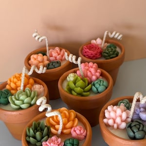 Succulent Scented Candle: Medium Terracotta Pot, Natural Soy Wax