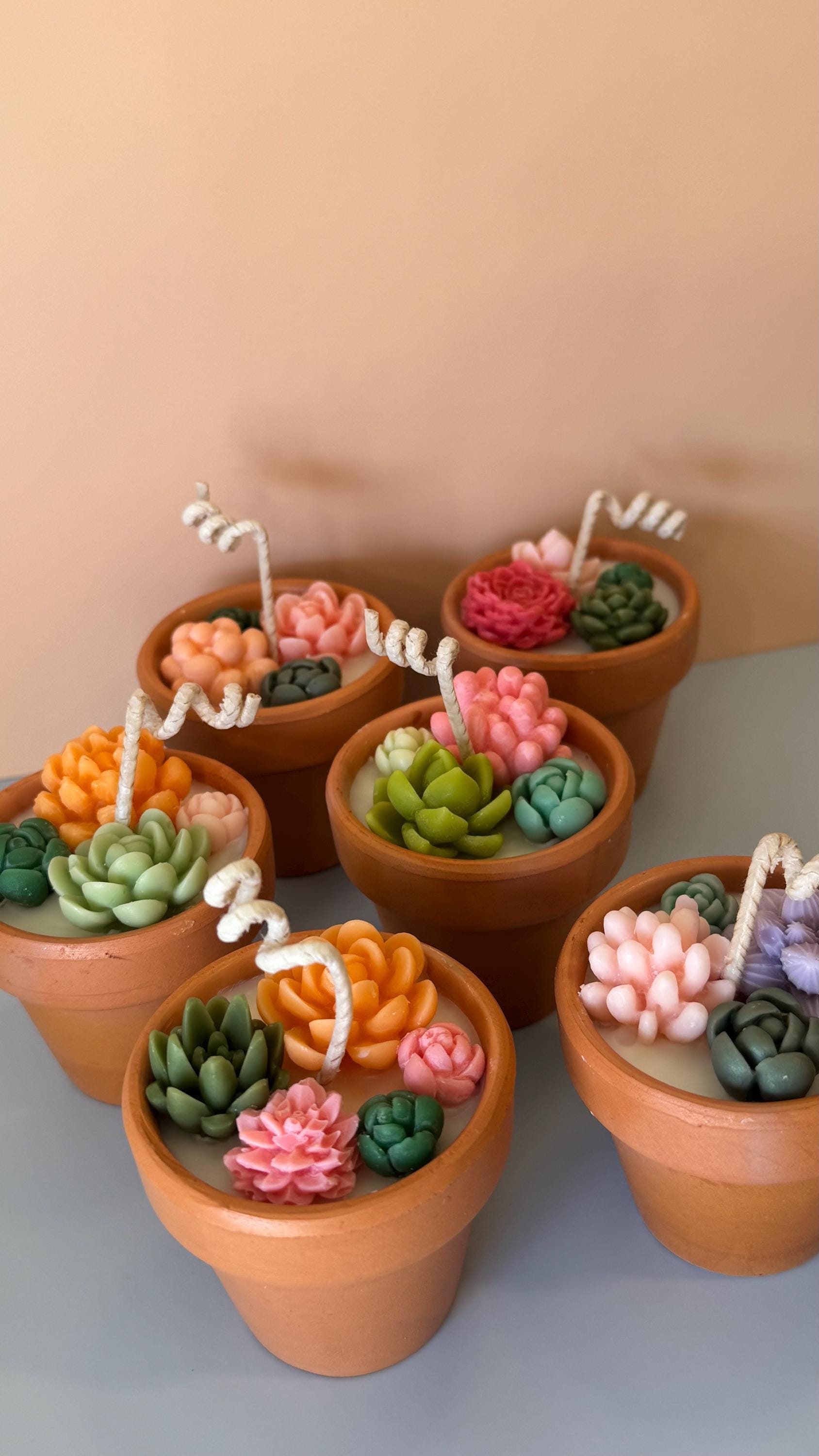 Succulents in Terracotta Pot - Etsy