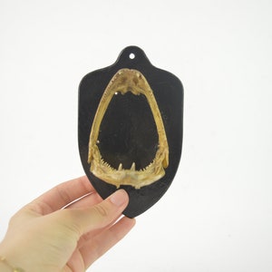 Op de afbeelding: Een zwarte plaquette met een gemonteerde set vissenkaken. De kaken zijn lichtbruin en hebben scherpe tanden.