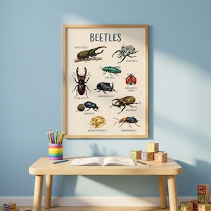 Puede incluir: Una impresión enmarcada titulada "BEETLES" muestra ilustraciones detalladas de varias especies de escarabajos, incluyendo el escarabajo Hércules y el escarabajo Joya. La obra de arte está sobre un fondo claro y se exhibe en una pequeña mesa de madera.