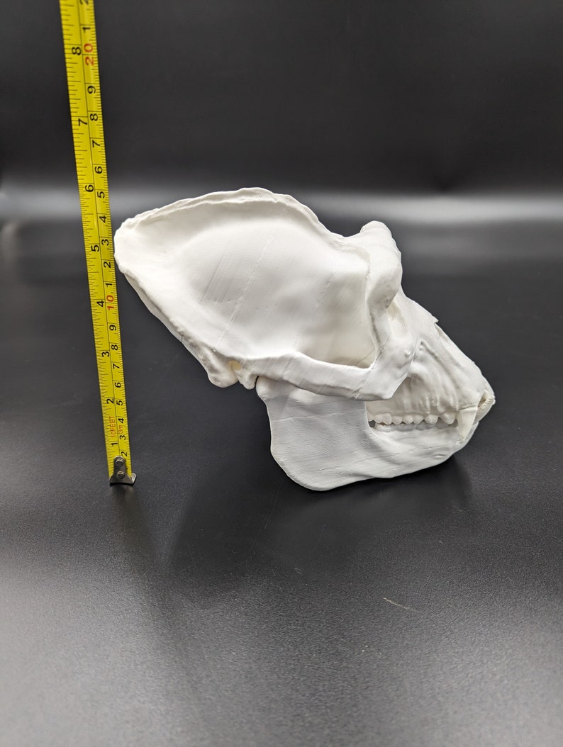 3D Printed Gorilla Skull - Etsy