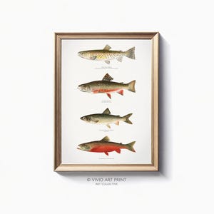 Vintage Trout Fish Collection PRINTABLE Art | Fish Species Illustration Educational Home Decor Digital Downloadable | Vivid Art Print DB-307