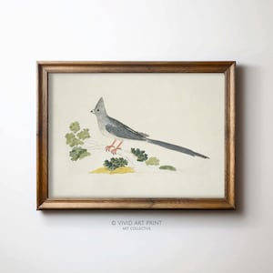 May include: A framed print of a watercolor painting of a gray bird with a long tail perched on a branch. The bird has a crested head and a long, thin beak. The background is a light gray.