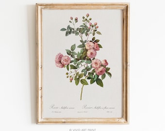Vintage Rose Botanical Print: Antique Floral Illustration (Digital Download)