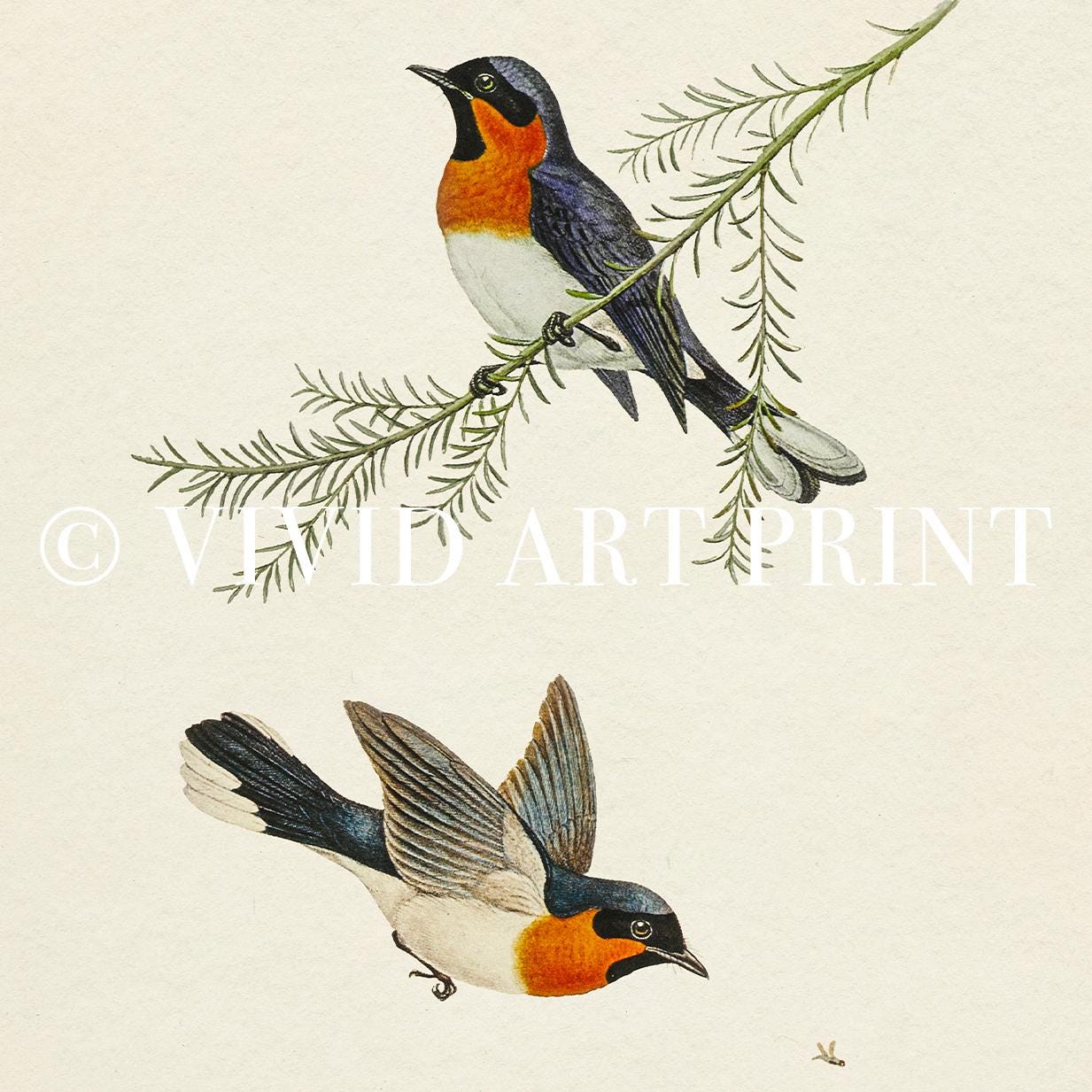 Vintage Songbird Illustration Print: Botanical Farmhouse Wall Art