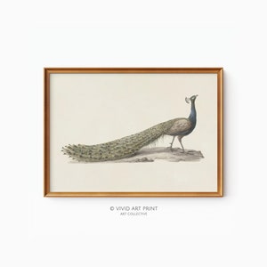 Vintage Peacock Fine Art Print &quot;Blue Peacock&quot; Minimalist Bird Downloadable Art Home Decor | Vivid Art Print PB-235