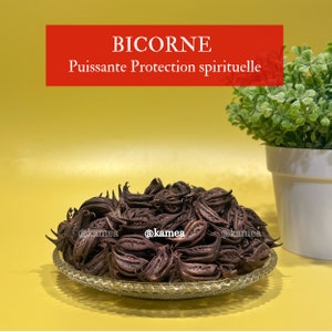 BICORNE ou Sementes de Garra de Leão – Poderosa proteção espiritual