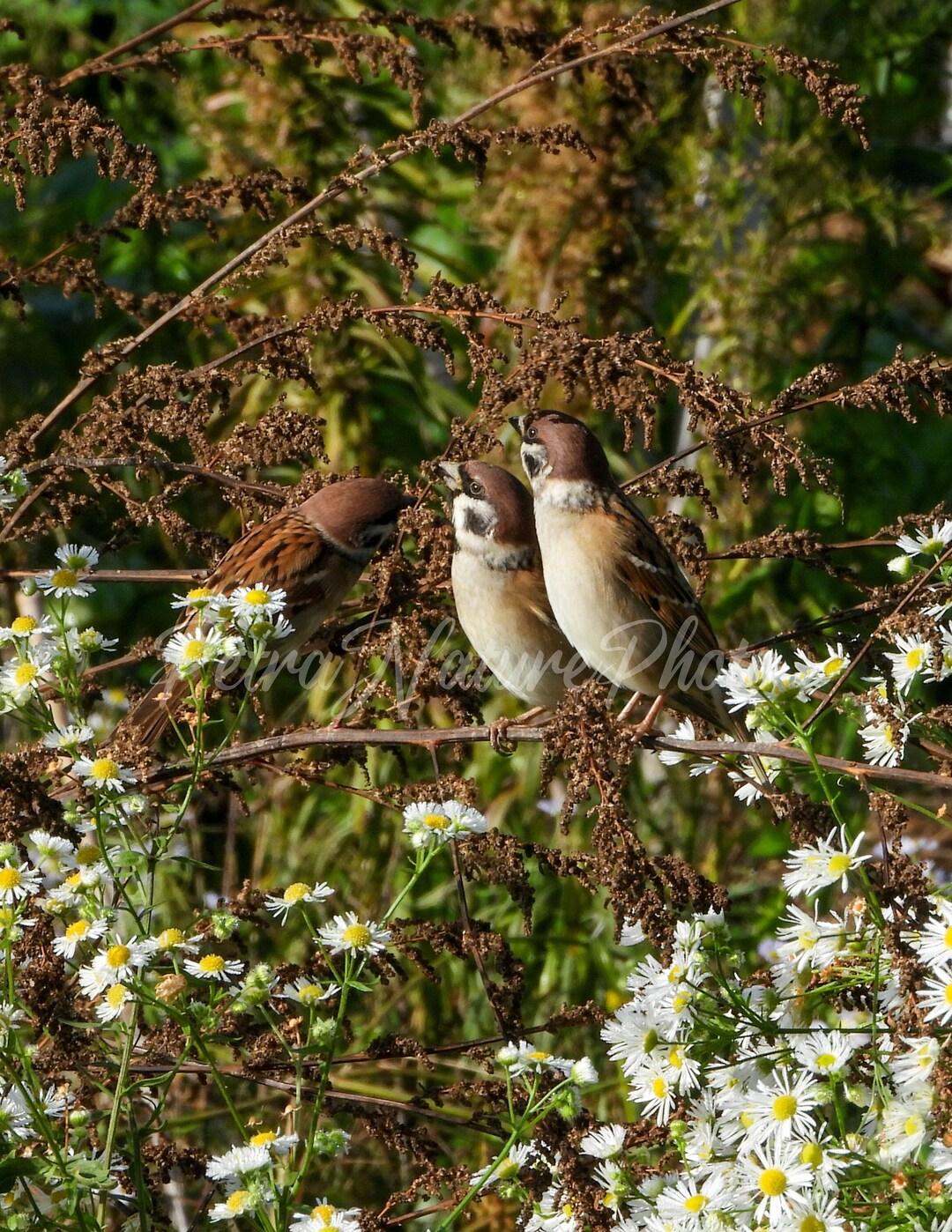 Three Little Sparrows, Digital Download, Bird Photography, Nature and ...