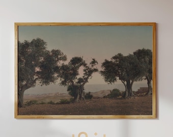 Palestine Wall Art Olive Tree, Vintage Palestinian Landscape Poster, Holy Land Photography Print, Mediterranean Wall Art - Giclée Print