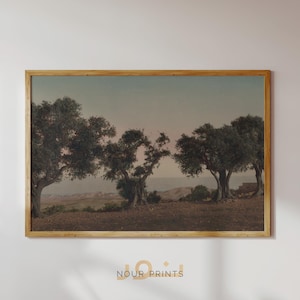 Palestinian Olive Tree Art, Free Palestine Print Vintage Landscape Photograph, Palestine Art #Ceasefire, Islamic Decor, Islamic Wall Art