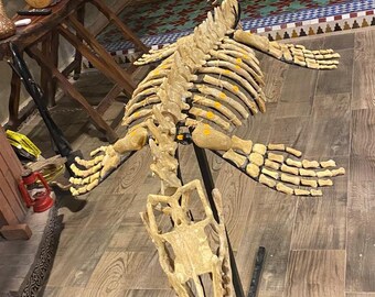 Mosasaurus skeleton