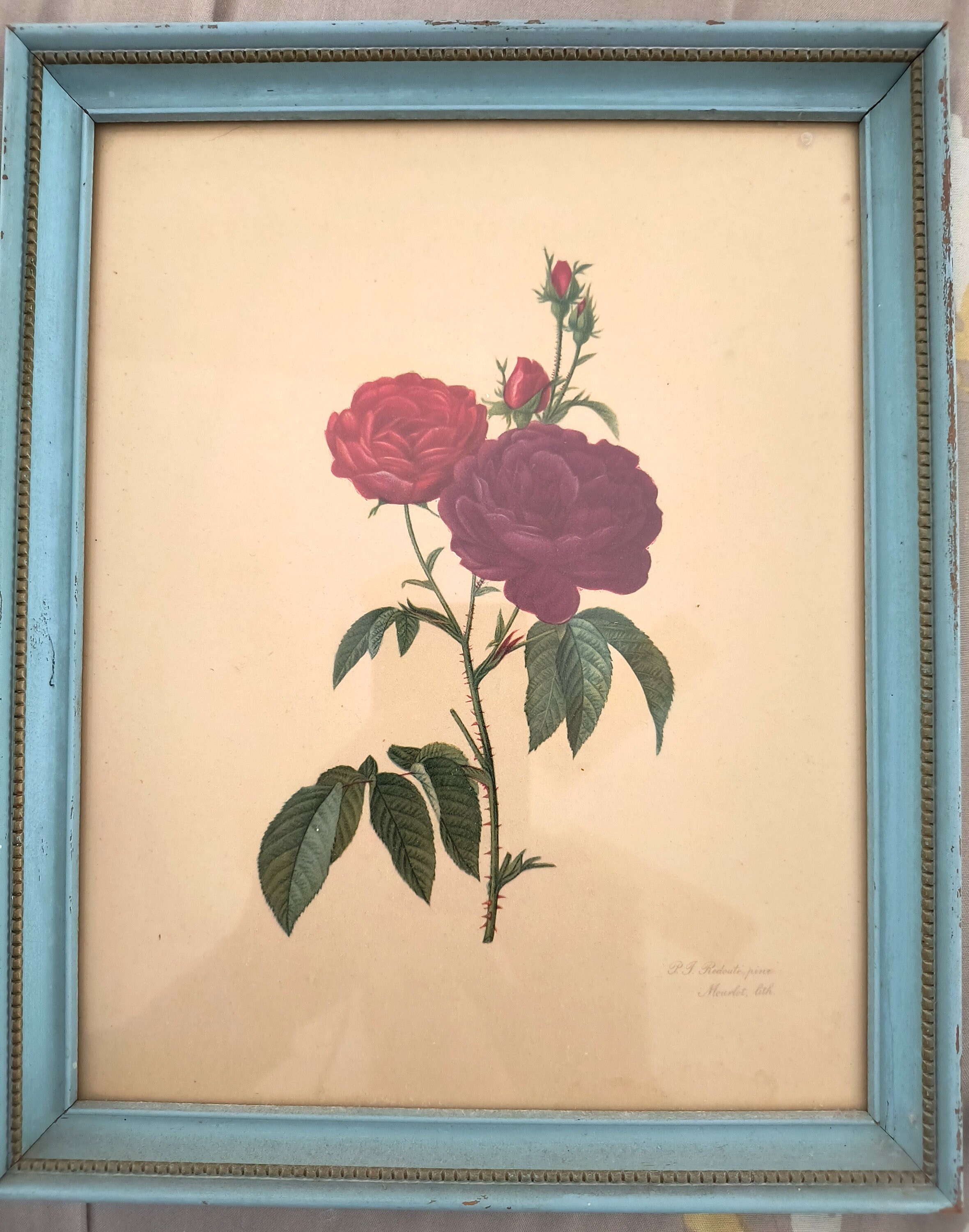 アート・デザイン・音楽 REDOUTE'S ROSES アート・デザイン・音楽 REDOUTE'S ROSES トップブランドの
