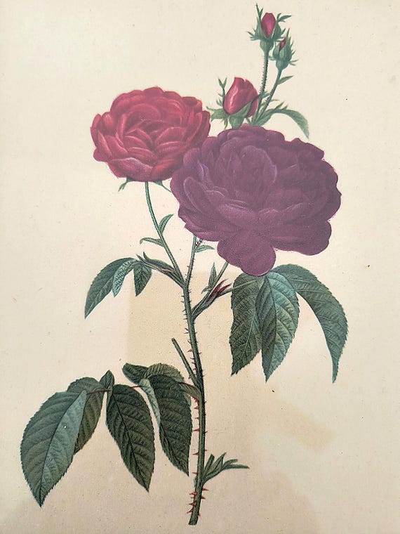 P. J. Redouté Framed Floral Prints (2) Morris Bendien Litho