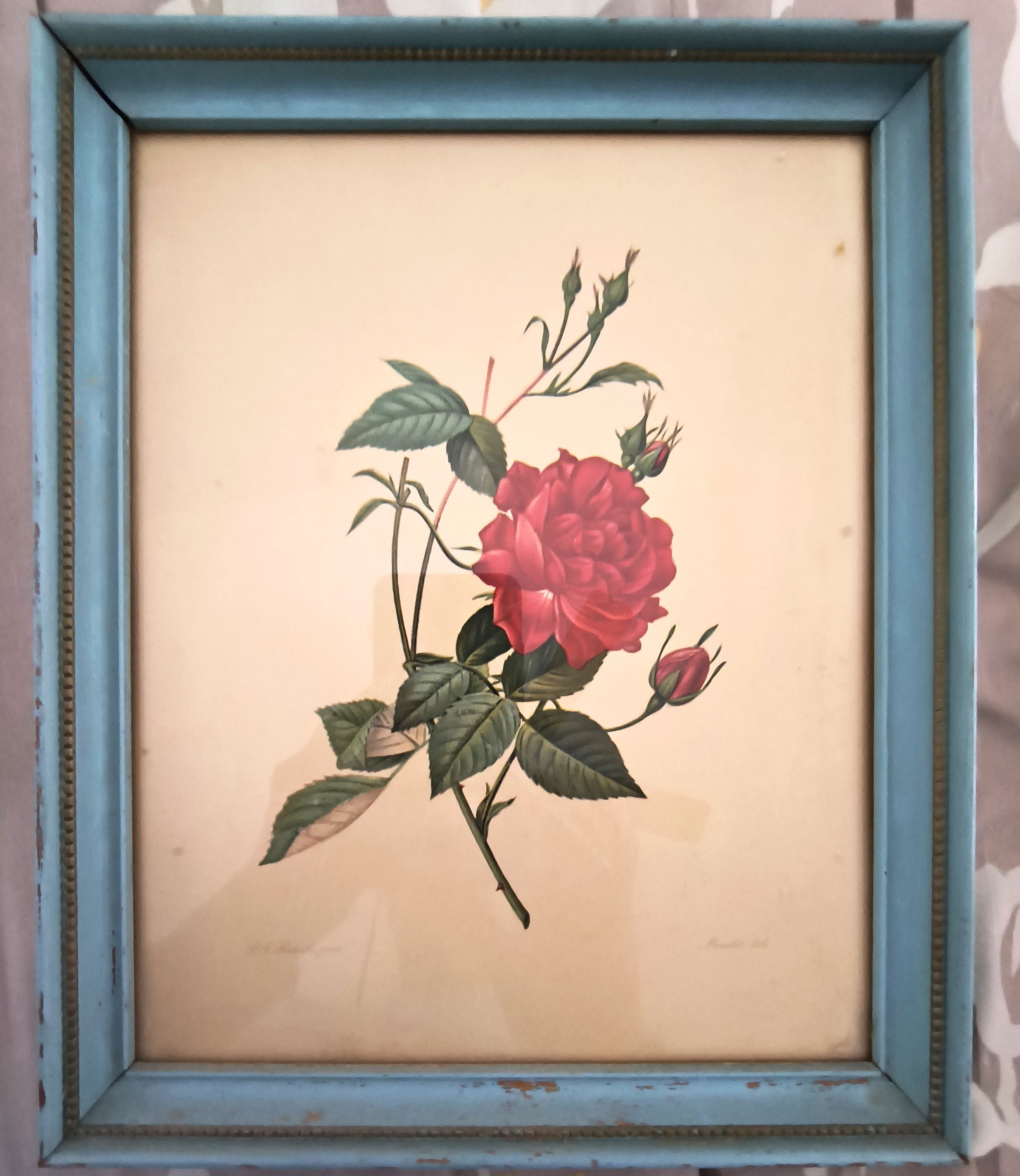P. J. Redouté Framed Floral Prints (2) Morris Bendien Litho