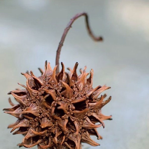 Witches Burrs (AKA Sweet Gum Spurs)