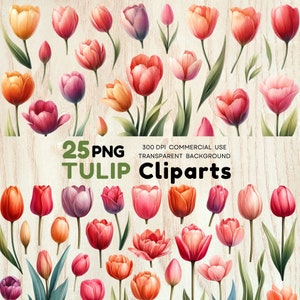 Watercolor Tulip Clipart: 25 High-Resolution Floral PNGs (Digital Download)